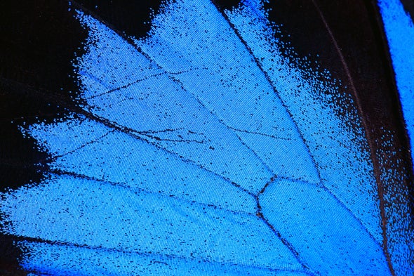 Sayap Biru Cemerlang Kupu-kupu Menghasilkan Cat yang Lebih Sedikit Beracun