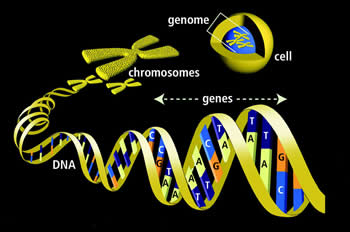 Sintesis Genom Utuh Akan Mengubah Rekayasa Sel